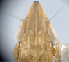 Nymph: (Observation).