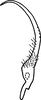 Stylus: !! display not done !! on Empoa (Empoa) querci Fitch, 1851: Stylus. (Observation).