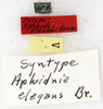 labels (holotype). Depicts CollectionObject 1532425; ab3b28d1-4982-436d-babd-92c4235987c0, a CollectionObject.