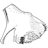 Pygofer, lateral view on Eupteryx (Stacla) Dworakowska, 1969: Pygofer lobe, lateral view. (Observation).