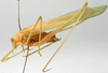 CollectionObject 1567548; a59ced83-9c4f-437f-b15a-2a335d47475c: male, lateral view (paratype). (CollectionObject).
