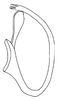 Aedeagus, lateral view on Prairiana breva (DeLong & Wolda, 1982): Male: aedeagus, lateral view. (Observation).