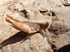 FieldOccurrence 84; d3acb981-4525-4a34-a6a7-53a246e2dab9; Tanzania
Kilulu hill coastal forest remain Tanga Region, 2023/02/04: female. (FieldOccurrence).
