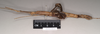CollectionObject 1560498; 9f6255ae-b881-457f-b808-5bda1a544370, NHMUK(SF IMPORT DUPLICATE) 845029-845030: copyright Natural History Museum, London. female, lateral view (syntype). (CollectionObject).