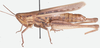 Orthochtha zuluensis Popov & Fishpool, 1992: female, lateral view. (Otu).