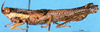 CollectionObject 1505071; 39f99438-684a-496c-ab17-f3d50835ce82, DORSA D005AM01: male lateral, view (holotype). (CollectionObject).