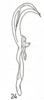 Aedeagus, lateral view on Cumora (Cumora) appendiculata (Menezes, 1974): (Observation).