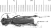 Eucephalacris borellii (Giglio-Tos, 1897): male, dorsal view (holotype of Bucephalacris boliviana). (Otu).