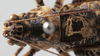 CollectionObject 1539760; 2452bbd9-7ae1-4ebc-932f-731e3b00ba1a: male pronotum dorsal (holotype). (CollectionObject).