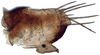Pygofer, lateral view: Paralimnus angusticeps, pygofer, laterally (INHS). (Observation).