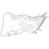 Pygofer, lateral view on Asialebra aureovirescens (Dworakowska, 1968): Pygofer, lateral view. (Observation).