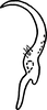 Stylus: !! display not done !! on Ossiannilssonola berenice (McAtee, 1926): Stylus. (Observation).