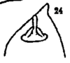 Anal tube processes on Cyclopoliarus naparimae Fennah, 1945: (Observation).