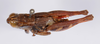 CollectionObject 1535732; 2d0bb64d-5ca3-4a65-b1fd-5a5b02c68a46: male, dorsal view (syntype). (CollectionObject).