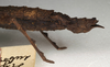 CollectionObject 1559192; NMW 719', 71762db7-c855-4d82-a5e9-b49620178205: copyright NMW, Vienna. female: end of abdomen, lateral view (paralectotype). (CollectionObject).