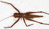 CollectionObject 1564228; NMW 7899, 863140a2-32b2-4ad8-9705-fa18ea48282c: male, dorsal view. (CollectionObject).