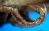 CollectionObject 1500564; 2411e313-9118-421f-b3a8-5e28130c926d: male cerci (holotype). (CollectionObject).