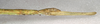 CollectionObject 1557028; 49e6cfb2-61c3-4d3d-a2b3-00465f445155: copyright NMW, Vienna. female of synonym Calynda brocki: end of abdomen, lateral view (paratype). (CollectionObject).;CollectionObject 1557029; accb1633-0f8a-45c8-b7d0-b5800d37ee0f: copyright NMW, Vienna. female of synonym Calynda brocki: end of abdomen, lateral view (paratype). (CollectionObject).