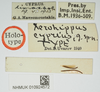 CollectionObject 1519440; f4045920-d9c4-4605-8844-0c0a14942c2f, NHMUK10924572: labels (holotype). (CollectionObject).