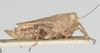 CollectionObject 1576828; e0f7d25f-a95f-48c0-aea3-b8c3712cc592: male, lateral view (syntype). (CollectionObject).
