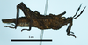 CollectionObject 1598031; 77f7ecdd-882b-4d72-ade7-d2829d6e88f8: female holotype (lateral view). (CollectionObject).