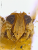 Head: !! display not done !! on Chloriona danica Jensen-Haarup, 1917: (Observation).
