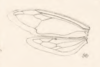 Forewing: !! display not done !! on Bilimekia styliformis Fowler, 1895: (Observation).