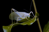 CollectionObject 2323309; 89b7ffac-add7-4fd4-b8c3-d62dd1bd28f5: Female. (CollectionObject).