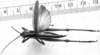 CollectionObject 1501113; 22893d49-df09-448f-ba53-0c5b5075123c: Image Carbonell, C.S. male, dorsal view (lectotype of Xiphocera picticollis). (CollectionObject).
