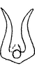 Aedeagus, ventral view: Aedeagus, distal view. (Observation).