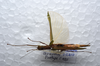 CollectionObject 1576085; f5a6d355-33cd-4dba-9db1-cf61296ee8a0: copyright ZRC, Singapore. female, dorsal view (paratype). (CollectionObject).;CollectionObject 1576086; cc65d9eb-549f-47a5-85db-5a82509425aa: copyright ZRC, Singapore. female, dorsal view (paratype). (CollectionObject).