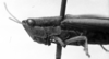 CollectionObject 1531133; 768bc49f-ab89-4865-ac61-e53e5df55363: Image Carbonell, C.S. female head and pronotum, lateral view (syntype of Gryllus lineatus). (CollectionObject).