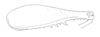 Ceuthophilus (Ceuthophilus) carolinus Hubbell, 1936: Fig. 488. caudal femur of male. (Otu).