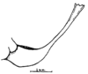 Anaulacomera (Anaulacomera) acutangulata Márquez Mayaudón, 1965: Fig. 11 (after holoptype). male subgential plate, lateral view. (Otu).