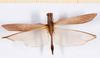 CollectionObject 1540250; 667eab86-5a2f-412b-98aa-e168ae6ac9bc: male, dorsal view (holotype). (CollectionObject).