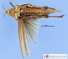 CollectionObject 1513526; MLP3492/2, acf8553d-61ca-4047-81b3-6cc0cad32112: female, dorsal view (paratype). (CollectionObject).