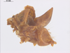 CollectionObject 1578225; ad0dcb8f-d87a-4429-870c-7cd0991b649a: male, paraproct and cercus. (CollectionObject).