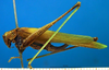 CollectionObject 1502881; 5cc97c1b-2802-4d68-8628-c3e4e50363f6: female, lateral view (paralectotype of Tylopsis inhamata). (CollectionObject).