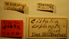 CollectionObject 1595111; 5a218340-b4ba-410c-8ced-1a6f31be4bc7: Cistalia explanata - Holotype Labels (NMNH) - (CC BY-NC 3.0) - Photo by Pablo M. Dellapé with permission from the National Museum of Natural History (NMNH), Smithsonian Institution, Washington, D.C. (CollectionObject).