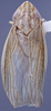 Habitus, dorsal view: (Observation).;Habitus, dorsal view: (Observation).
