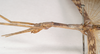 CollectionObject 1559814; 2a298c8a-596c-4db2-aba1-84063b998a7b: copyright Natural History Museum, London. male: head and thorax, lateral view of Necroscia sarpedon (syntype). (CollectionObject).;CollectionObject 1559815; 3368a023-0585-4ab9-967a-1f3367d9a27c: copyright Natural History Museum, London. male: head and thorax, lateral view of Necroscia sarpedon (syntype). (CollectionObject).