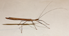 Paraphasma Redtenbacher, 1906: copyright Pedro Ivo Chiquetto-Machado. female of TYPE SPECIES Paraphasma marginale from Delfinópolis (Minas Gerais, Brazil). (Otu).