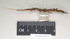 CollectionObject 1558491; NHMUK(SF IMPORT DUPLICATE) 845113, da0d62ff-91fa-4458-a25f-71e0b5f579fe: copyright Natural History Museum, London. female, lateral view (holotype). (CollectionObject).