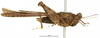 CollectionObject 1583399; 337eebf6-6225-4ef7-9518-d97c46528136: female, lateral view (allotype of Probolotettix exilis). (CollectionObject).