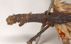 CollectionObject 1558176; 19a9cf87-574a-4d72-a8d6-250e92251cda: copyright Natural History Museum, London. male: head and thorax, lateral view of synonym Phasma corniceps (holotype). (CollectionObject).