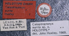 CollectionObject 1526964; 9c0914d1-eae9-4a9b-a710-43e79edef078: labels (holotype). (CollectionObject).