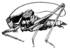 Hypsopedes kurentzovi Bey-Bienko, 1951: Fig. 21. male habitus. (Otu).