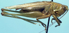 CollectionObject 1522191; f43f4601-4da4-48b2-b8ec-fd7a50eaac26: male, lateral view (holotype). (CollectionObject).
