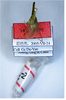 Habitus ventral view on Doryphorina guizhouensis Zheng, Yang & Chen, 2014: (Observation).
