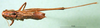 CollectionObject 1500484; 71e49cff-e0e1-4924-b4d4-d34cab5cc003, DORSA BT000249S01: male, dorsal view (holotype). (CollectionObject).